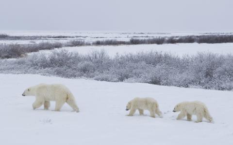 北极熊，家庭，母亲和孩子，北极熊