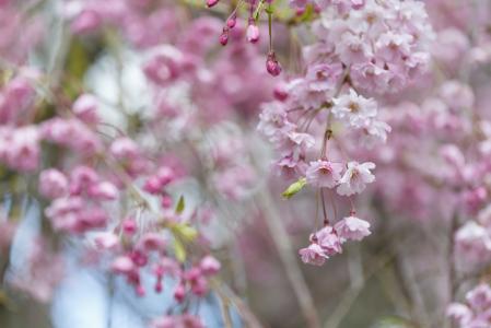 春天，鲜花，盛开，分支，粉红色