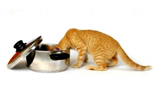 姜猫，平底锅