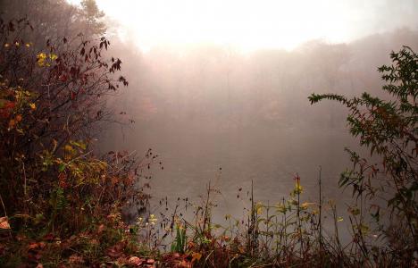 景观，秋季，森林，湖泊，早上，雾，露水，滴眼液