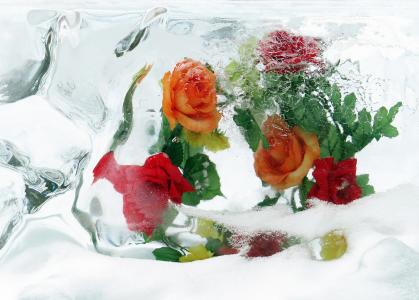 玫瑰，冰