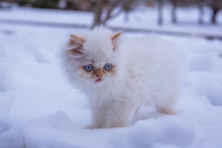 小猫，白色，毛茸茸的，蓝色的眼睛，雪，冬天