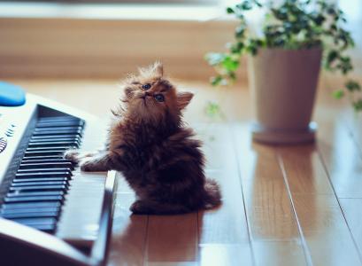 小猫，猫，猫，音乐家