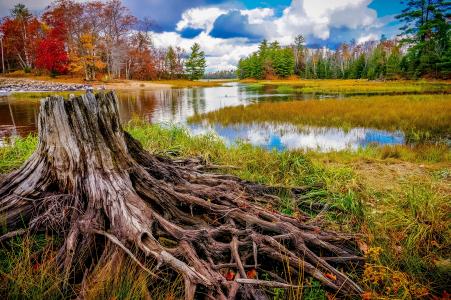 秋天，湖，树，断枝，景观
