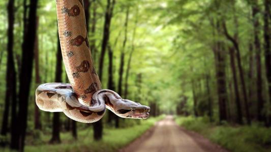 蛇，挂，森林，路，爬行动物