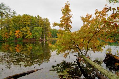 秋天，树木，湖泊，景观