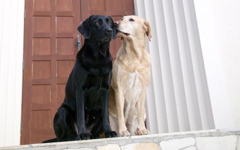 狗，黑色，白色，友谊