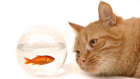 猫在看，鱼缸里的鱼