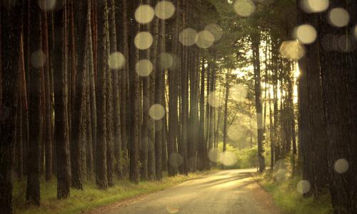 道路，森林，松树，光线，眩光