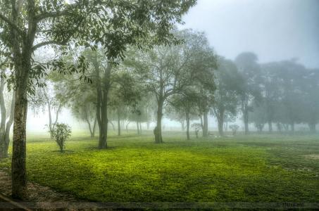 早上，树木，雾