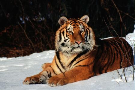 冬天，老虎，野猫，野生动物
