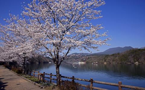 河，日本，樱花，春天