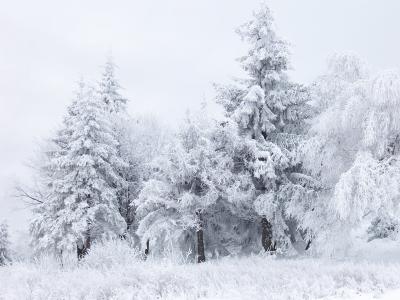 冬季森林，冷杉，雪，冬天