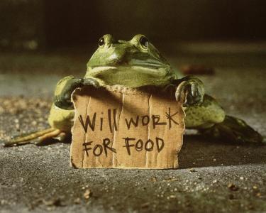 青蛙，为食物，招牌工作