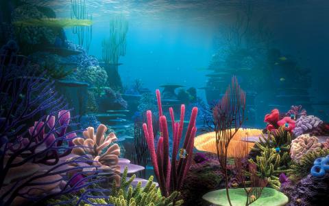 海，海底世界，珊瑚