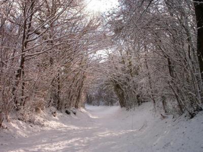 冬天，森林，路径，雪