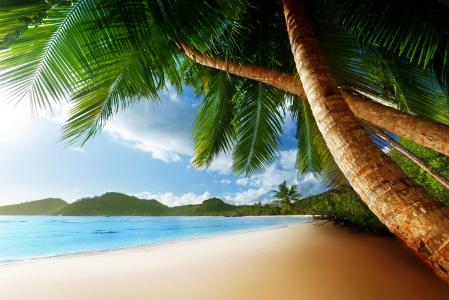 海岸，海滩，天堂，夏天，海洋，棕榈，热带，海洋
