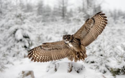 鹰的猫头鹰，翅膀，冬天