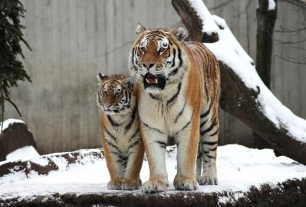 老虎，野猫，母老虎，虎崽，妈妈，宝贝，幼崽，夫妇，家庭，冬季