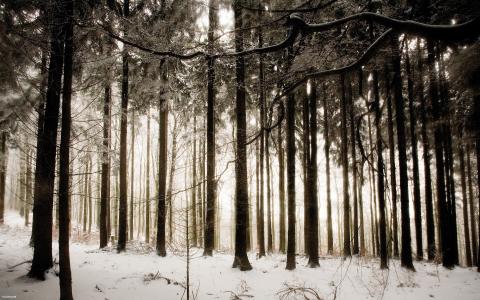 森林，雪，树枝