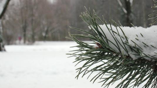冬天，松树，雪，公园，彼得