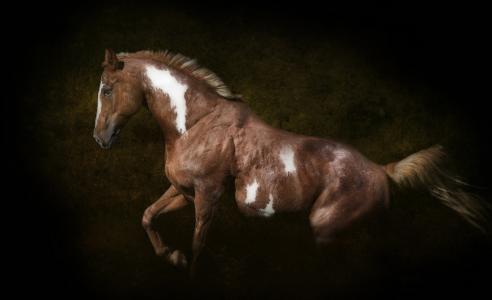 马，黑暗的背景，©Ryan Courson摄影