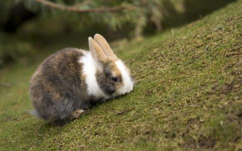 兔子，草坪，草