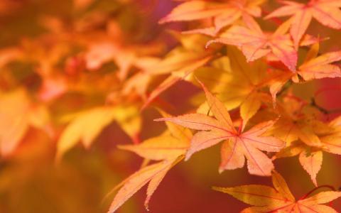 秋天，叶子，深红色，颜色，甚至在，萎，，是，它的，漂亮，因为，这，来自，生活