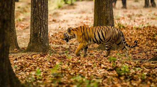 孟加拉虎，虎，野猫，捕食者，条纹，伪装，走路