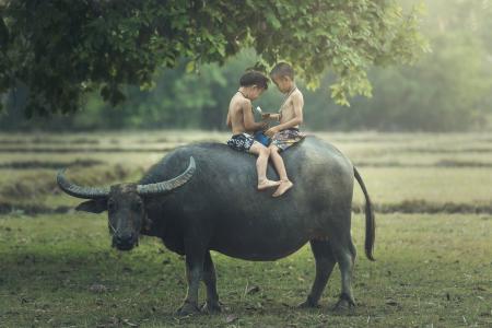 泰国，异域风情，田地，水牛，儿童，骑