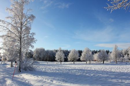 冬天，树木，景观