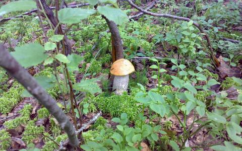 蘑菇，森林