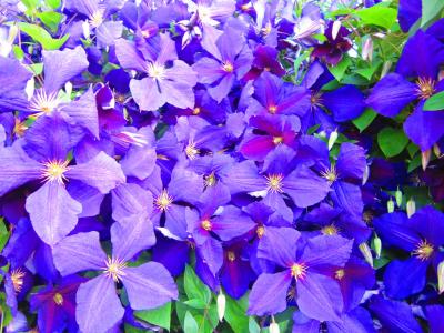 铁线莲，鲜花，攀爬，紫色