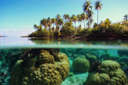 海，棕榈树，海底，热带地区