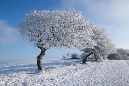 冬天，场，路，树，景观