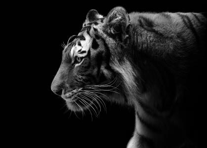 老虎，野猫，捕食者，轮廓，黑色和白色