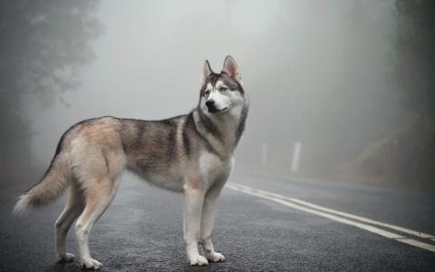 西伯利亚雪橇犬，薄雾，雾