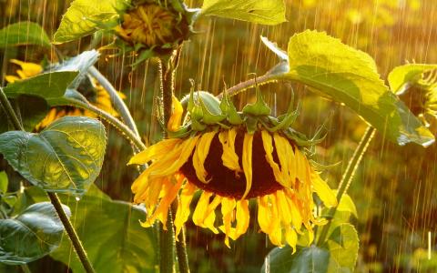 成熟的向日葵，雨