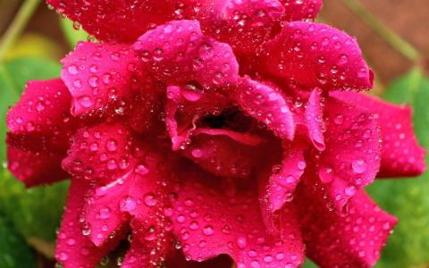 花，玫瑰，粉红色，滴，露水