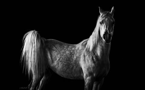 马，马，灰色，鬃毛，尾巴，黑色和白色，黑暗的背景