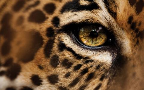 豹子，眼睛