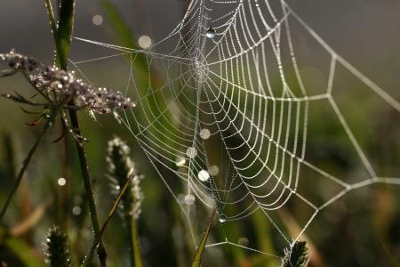 蜘蛛网，露水，植物，宏观，美丽