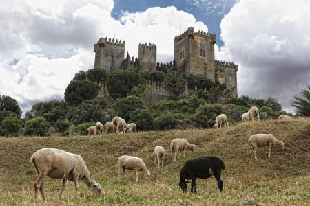 科尔多瓦，安达卢西亚，西班牙，阿莫多瓦城堡，科尔多瓦，安达卢西亚，西班牙,,阿尔莫多瓦城堡，羊，城堡