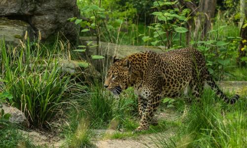 豹，野猫，捕食者，丛林，散步
