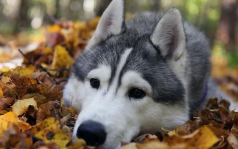 狗是伤心的，秋天的树叶