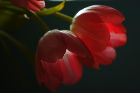郁金香，红色，花瓣，宏
