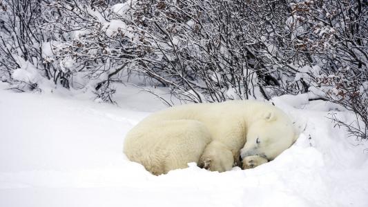 白熊，森林，冬天，雪