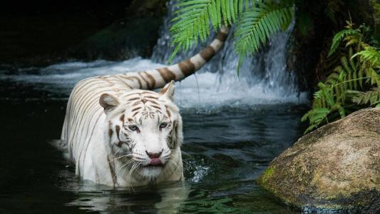 老虎，白色，白色的老虎，水