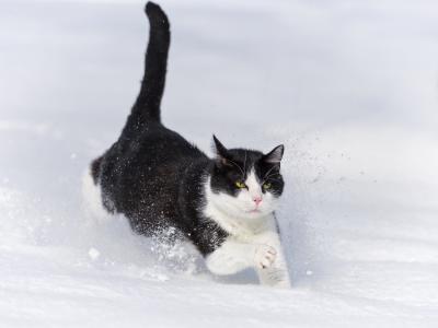 冬天，雪堆，猫，猫，跑步，雪