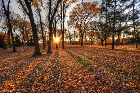 秋天，树木，叶子，公园，太阳